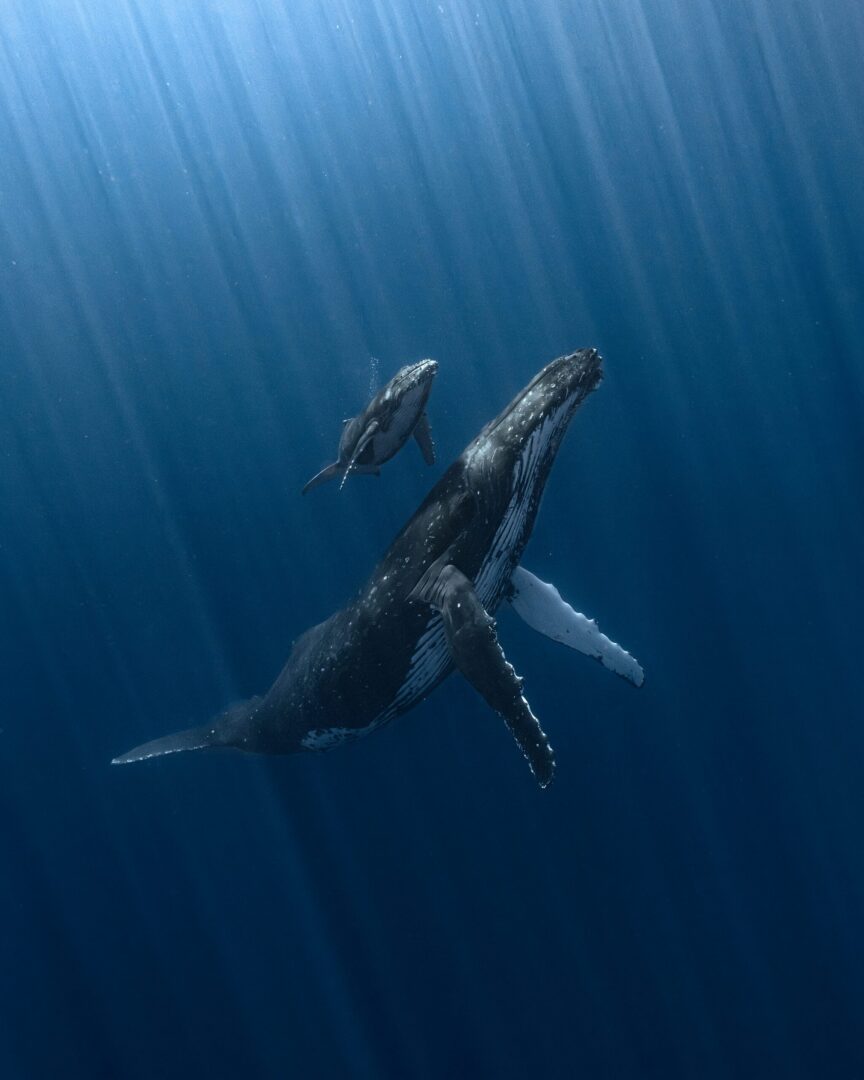 Al momento stai visualizzando Le meravigliose immagini di Underwater Photographer of the Year 2025