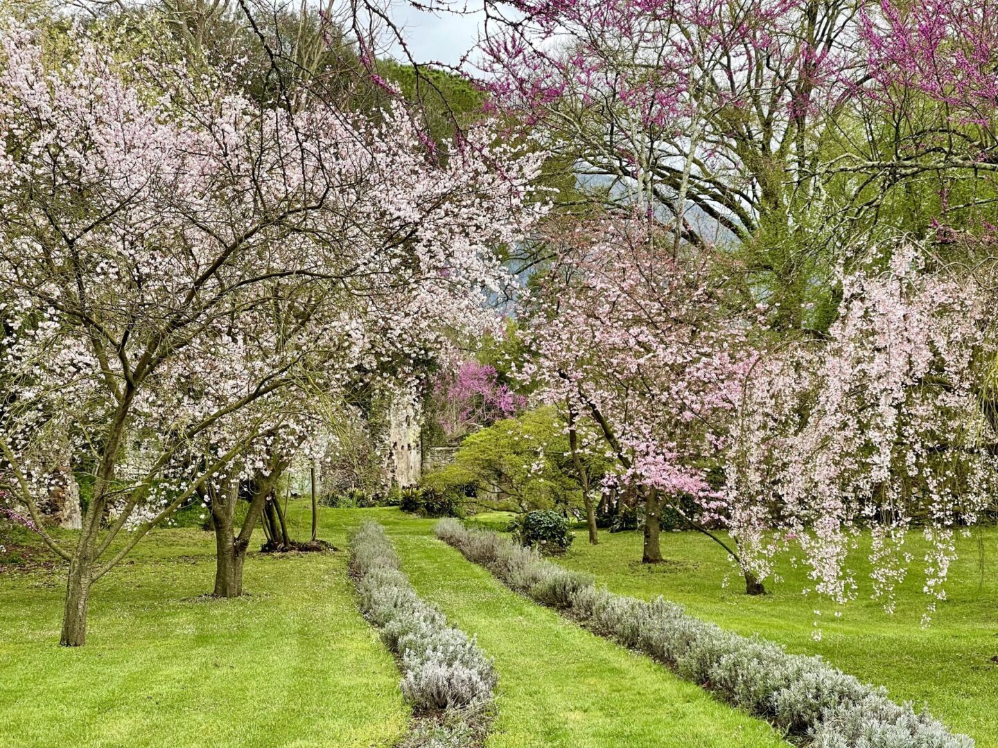 Al momento stai visualizzando L’incanto del Giardino di Ninfa | Cisterna di latina (LT), aperto tutto l’anno