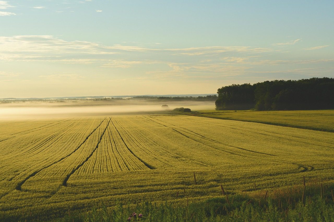 Scopri di più sull'articolo Agricoltura biologica: il giardino delle illusioni e dei segreti coltivati