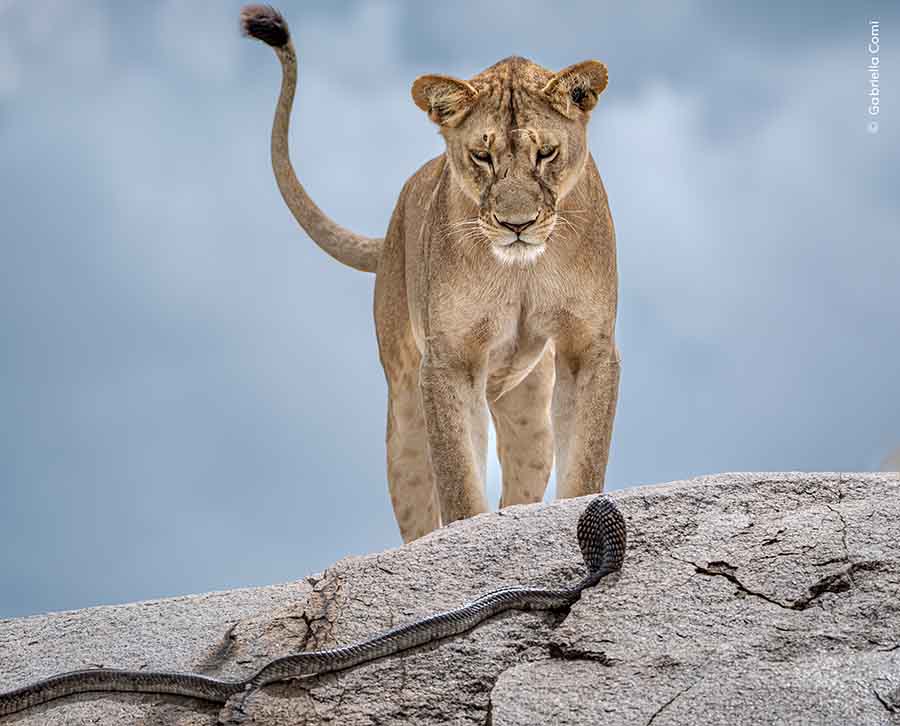 You are currently viewing 61st Wildlife Photographer of the Year | Milano, 15th November – 25th January 2026